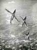 Filename=Formation_Fouga_Peneauph.jpg
Filesize=76KiB
Dimensions=1024x1350
Date added=Mar 11, 2007 Formation_Fouga_Peneauph.jpg